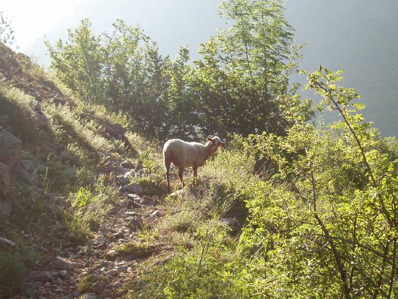 Youri - Ecrins 2005 022 
